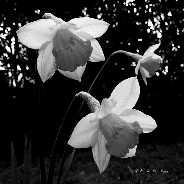 Trio de jonquilles